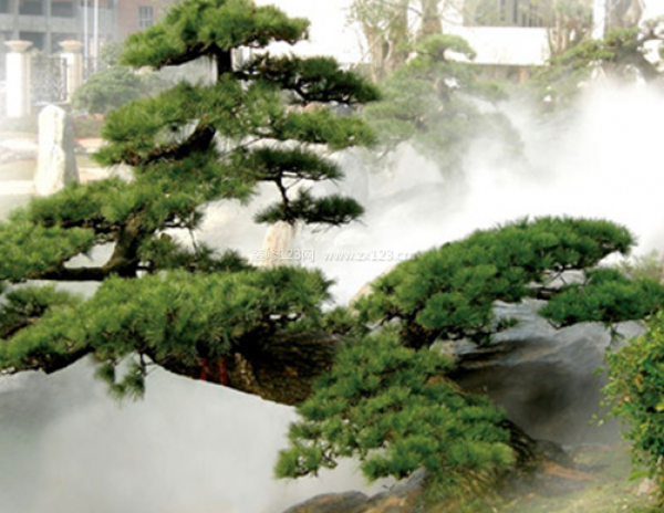 室內裝飾植物
